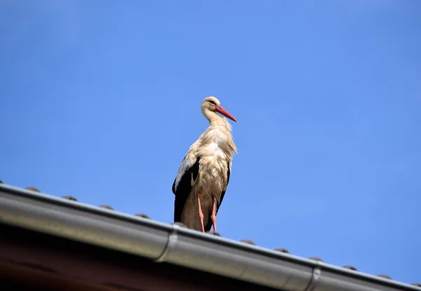 A stork on a roof — Stock Photo, Image