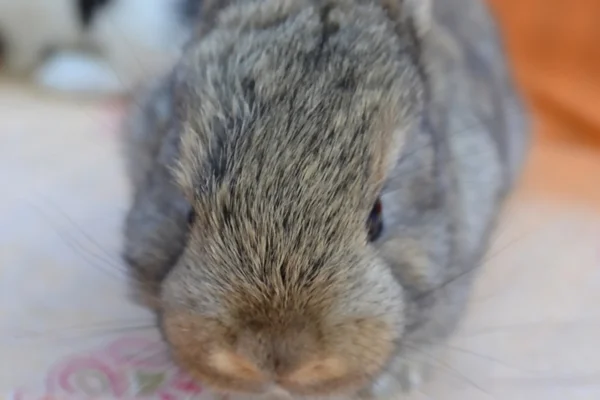 Un giovane coniglio — Foto Stock