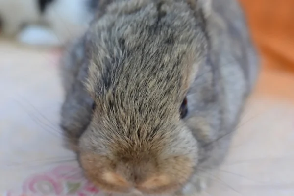 Ein junger Hase — Stockfoto