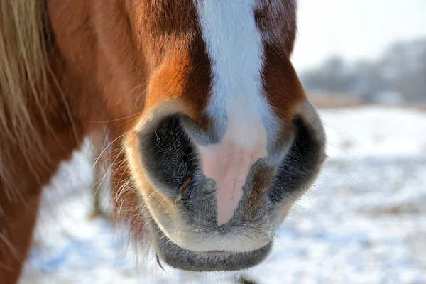 Detalhe de um cavalo no inverno — Fotografia de Stock