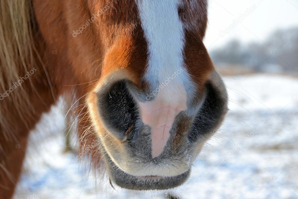 Detail of a horse in winter
