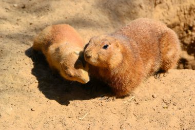özenli çayır köpekleri
