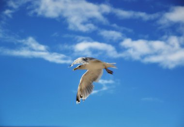 martı yaz gökyüzünde