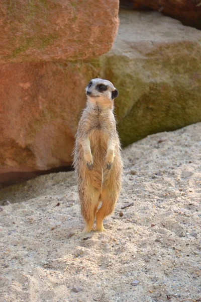 Ein Erdmännchen steht im Sand — Stockfoto