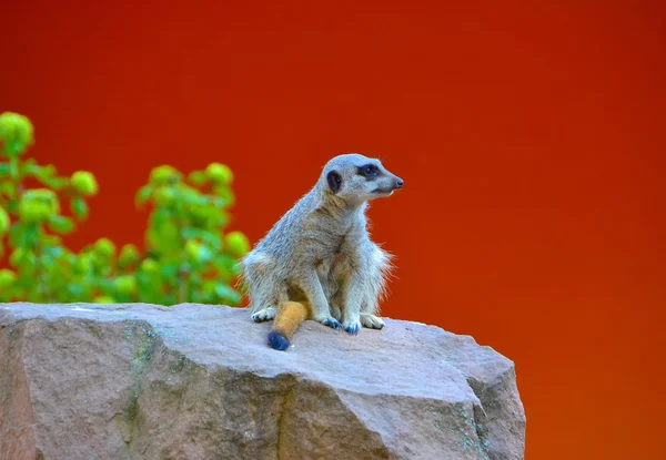 Meerkat siedzi na skale — Zdjęcie stockowe