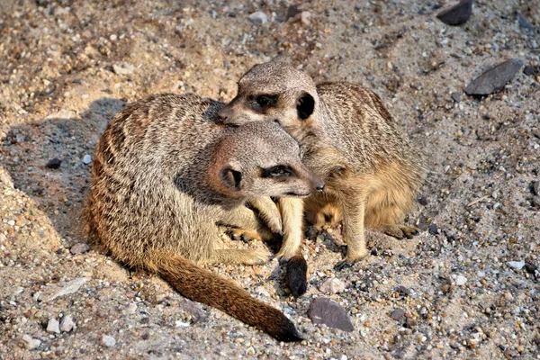 Erdmännchen spielen im Sand — Stockfoto