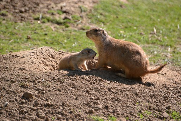 Псы прерий у входа в твою пещеру
