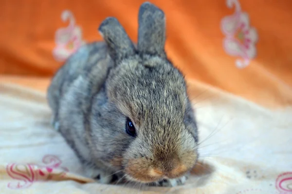 젊은 토끼 — 스톡 사진