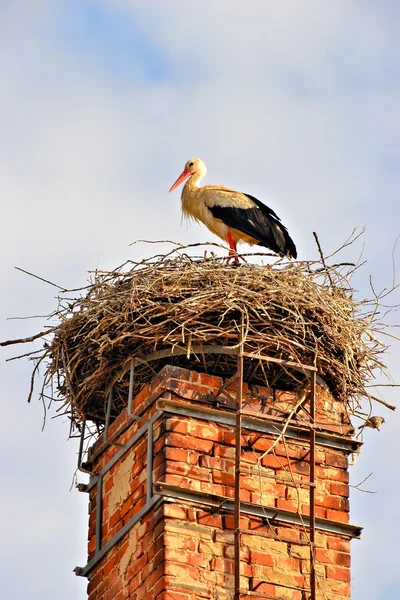 A stork standing in its nest — Stock Photo, Image