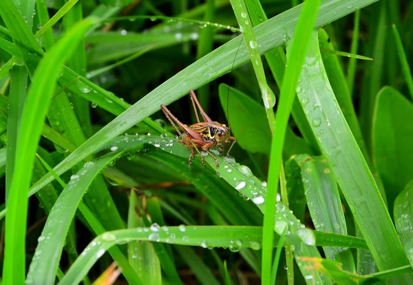 Un saltamontes sentado en la hierba — Foto de Stock