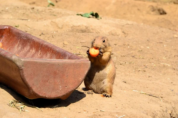 Jonge Prairiehond tijdens het eten — Stockfoto