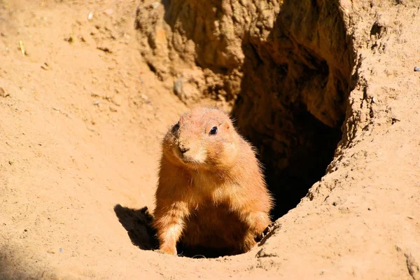 Een prairie hond staat guard — Stockfoto