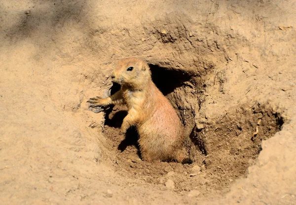 A prairie dog stands guard — Stock Photo, Image