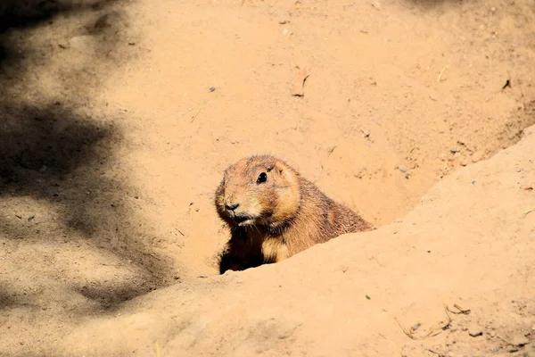 A prairie dog stands guard — Stock Photo, Image
