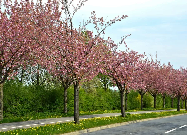 Bloeiende kersen bomen langs een weg in het voorjaar — Stockfoto