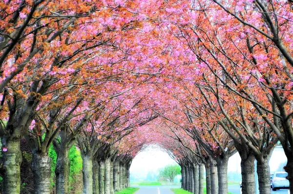 Baharda kirazlar bir yol boyunca çiçeklenme Stok Fotoğraf