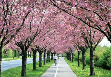 Baharda kirazlar bir yol boyunca çiçeklenme