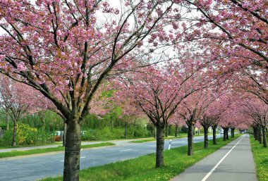 Baharda kirazlar bir yol boyunca çiçeklenme