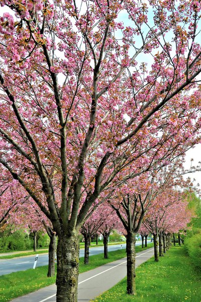 Flowering cherry trees along a road in the spring