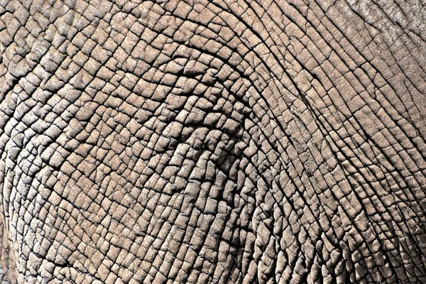 La peau d'un éléphant — Photo