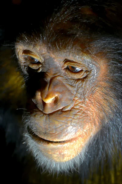 一只黑猩猩的脸 — 图库照片