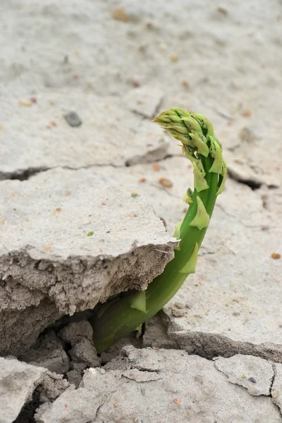 Chřest roste na poli — Stock fotografie