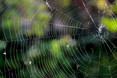 ile hayır örümcek örümcek ağı