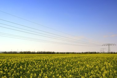 elektrik direkleri alanındaki tecavüz