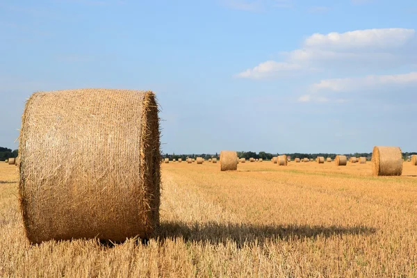 Runda halm balar på ett skördade fält — Stockfoto