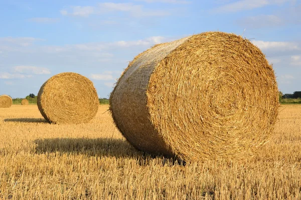 Runda halm balar på ett skördade fält — Stockfoto