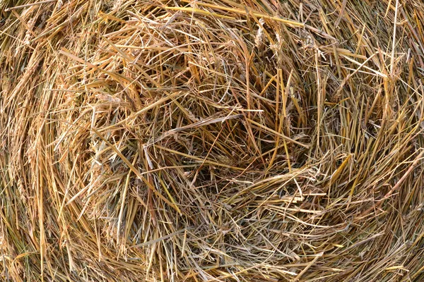 Rollos de paja en un campo — Foto de Stock