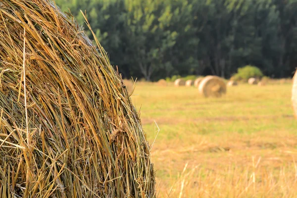 Rollen van stro op een veld — Stockfoto