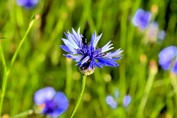 Васильковый цветок на поле — стоковое фото