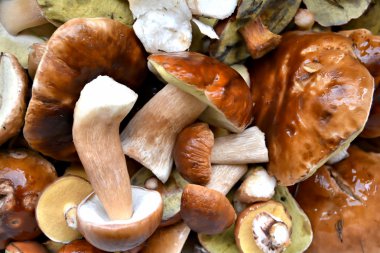 çeşitli yenilebilir mantar