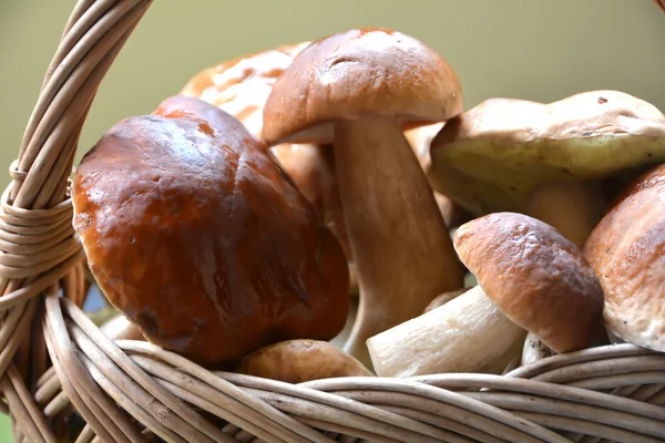 Cogumelos Porcini em uma cesta — Fotografia de Stock