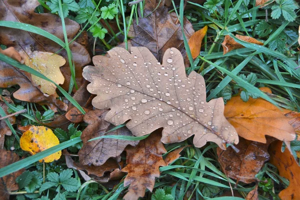 Herfstbladeren op een weide — Stockfoto