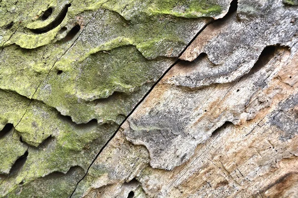 Ξύλινη κατασκευή, σε ένα παλιό κορμό δέντρου — Φωτογραφία Αρχείου