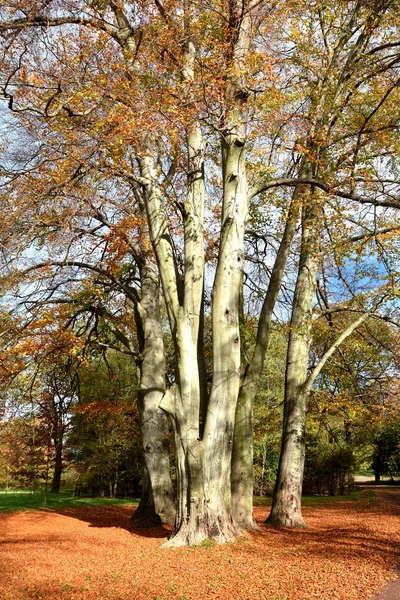 A European beech in a park — Stock Photo, Image
