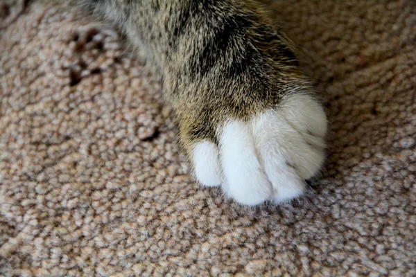 The paw of a young gray cat — Stock Photo, Image