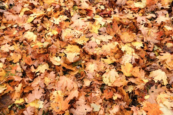 Herbstblätter einer Straße — Stockfoto