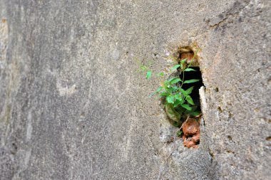 Duvardaki bir bitkinin hayatta kalma mücadelesi