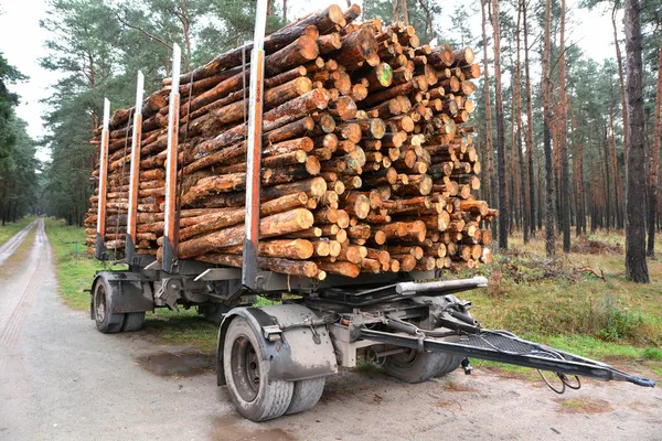 Abgesägte Baumstämme stehen zum Abtransport bereit — Stockfoto