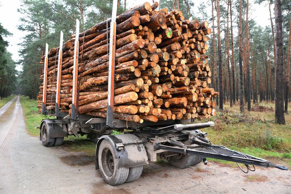 Sawed-off tree trunks are ready for transport