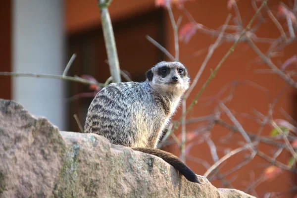 Een waakzame meerkat in de dierentuin — Stockfoto