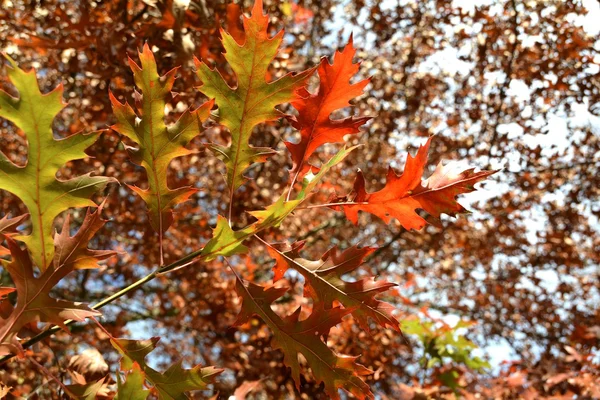 Bladeren van een eiken boom in de herfst — Stockfoto