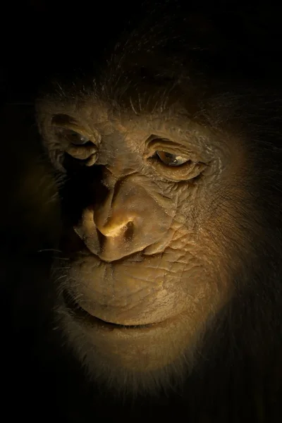 脸上的一只黑猩猩 — 图库照片