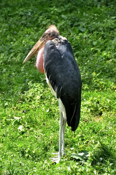 A marabou at the zoo — Stock Photo, Image