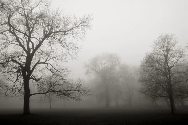Őszi táj elnyelte a köd — Stock Fotó