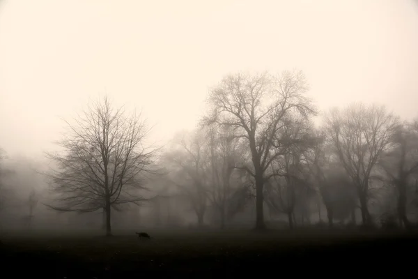 Paesaggio autunnale immerso nella nebbia — Foto Stock