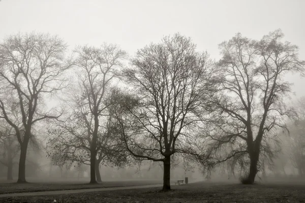 Paisaje otoñal envuelto en niebla — Foto de Stock